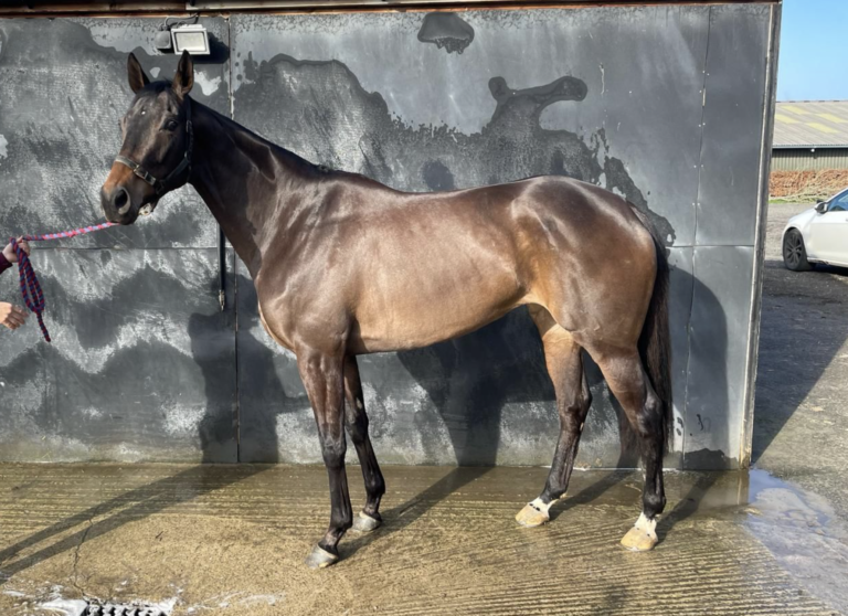 Racehorse Either Way standing tall for Canter Banter Racing