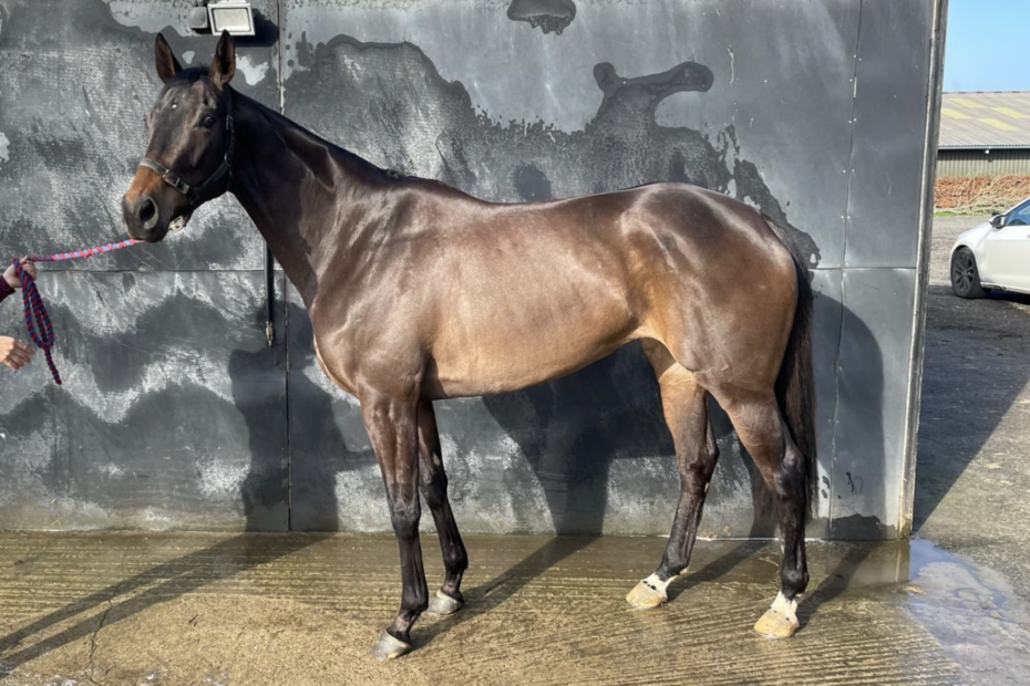 Racehorse Either Way standing tall for Canter Banter Racing