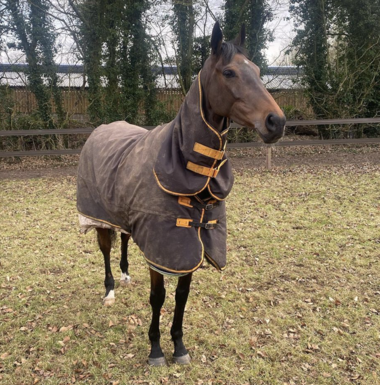 Standing proudly, Theatre Glory, a magnificent racehorse, exudes strength and grace.