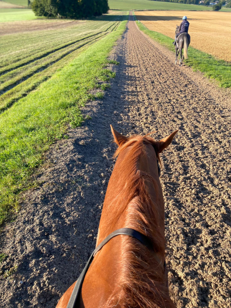 Out on the gallops at Seven Barrows