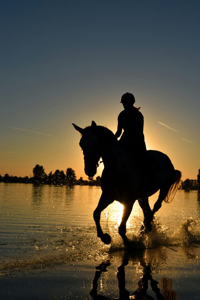 Horse in the sunset