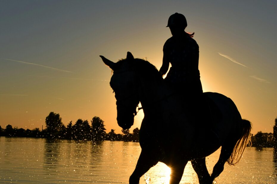Horse in the sunset